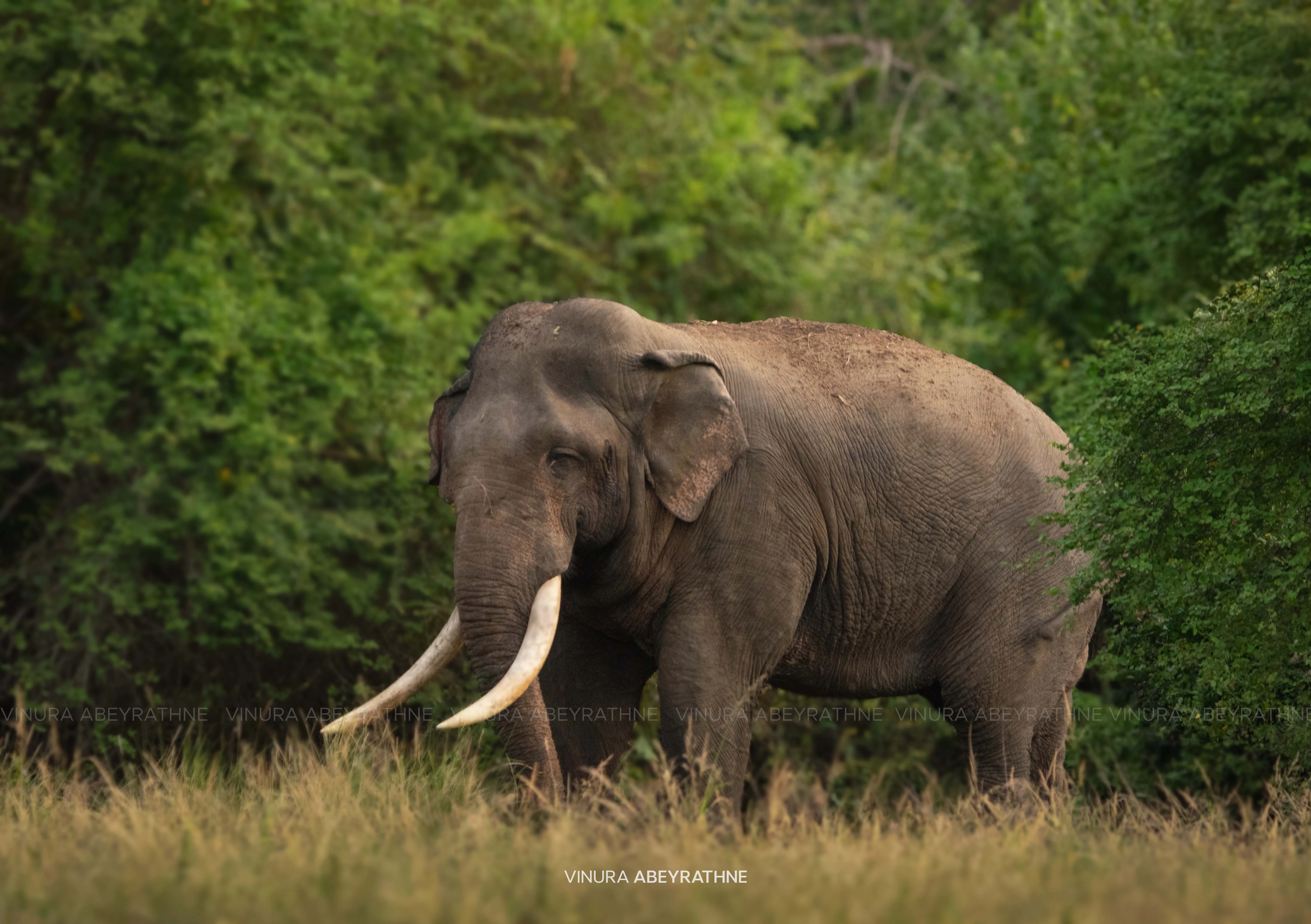 Elephant in natural habitat